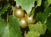 Early Fry Muscadine - Large Bronze Female with very sweet flavor.