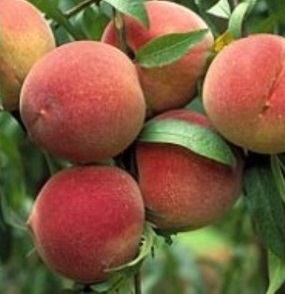 Elberta Peach Tree. Freestone. An all time favorite peach and is known for large sweet peaches. melting flesh. Ripens approximately July 25th. 950 chill hours. Zones 5-8