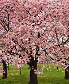 Flowering Kwanzan Cherry. Most popular ornamental cherry. Tree grows to about 25'. New growth is reddish copper turning to green. A wonderful addition to your landscape.
