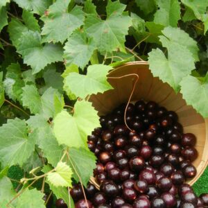 Black Supreme Muscadines | Fresh Picked | Ison's Nursery & Vineyard