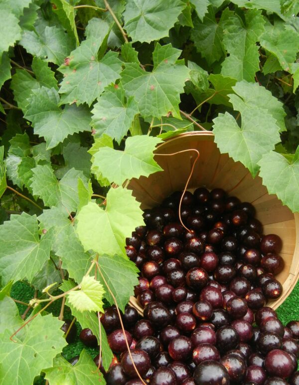 fresh-muscadine-grapes