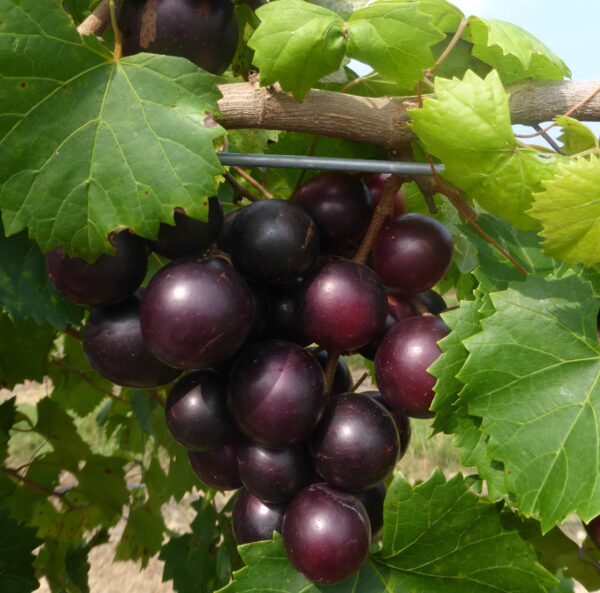 Supreme Muscadine. Female. Best of the best. 22% sugar. Large grapes. Ripens early season. A must have.