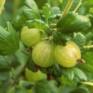 Gooseberry