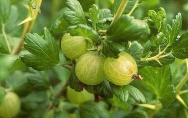 Gooseberry. Light green berries turn pink when ripe. Great for pies and preserves.Grows 4-6' tall. Ripens late May. Zones 3-8.