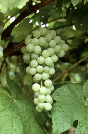 Himrod Bunch Grape. Seedless. One of the hardiest and best quality of the white grapes. The fruit is superb with very sweet honey like flavor and a melting juicy texture. Berries are large with long, loose clusters. Fruit is also very crisp.