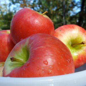 Honeycrisp Apple Tree. Very popular. Explosive crisp texture and well balanced sweet/tart flavor. Very large fruit. 800 chill hours, Zones 4-6. Code C.