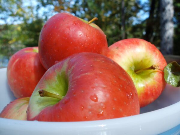 Honeycrisp Apple Tree. Very popular. Explosive crisp texture and well balanced sweet/tart flavor. Very large fruit. 800 chill hours, Zones 4-6. Code C.