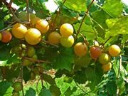 Janet Muscadine. Female. 20% sugar, Large size. Cold hardy. Ripens mid to late season.