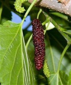 Pakistan Mulberry Tree. Produces 3-5" long maroon to black berries. Very sweet and flavorful. Long fruiting season. Ripens spring to early summer. Zones 6-10.