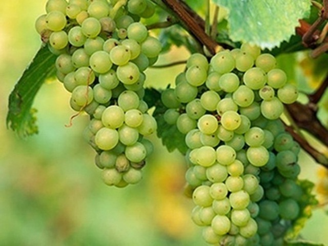 Niagara Bunch Grapes. Seeded. Large grapes. The white version of the concord grape. Zones 5-9.