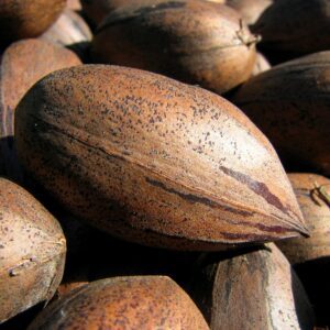 Desirable Pecan Tree. Heavy bearer. Nuts are larger than Stuart. Use Stuart as pollinator. Resistant to scab. 39 nuts per lb. Early season. Zones 7-9.