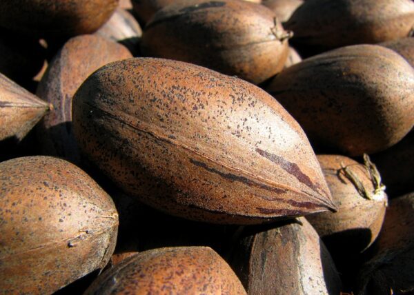 Desirable Pecan Tree. Heavy bearer. Nuts are larger than Stuart. Use Stuart as pollinator. Resistant to scab. 39 nuts per lb. Early season. Zones 7-9.