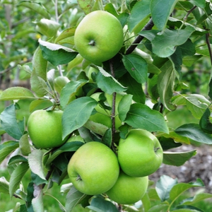 Organic Granny Smith Apples, Large, Apples