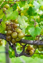 Muscadine,Grape,Fruit,On,The,Branch,In,The,Harvest,Season