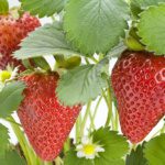 Chandler Strawberry. Large fruit. Mid season. Long fruiting season. Zones 4-8.