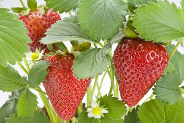 Chandler Strawberry. Large fruit. Mid season. Long fruiting season. Zones 4-8.