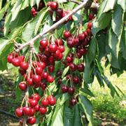 Stella Cherry Tree with delicious large red cherries.