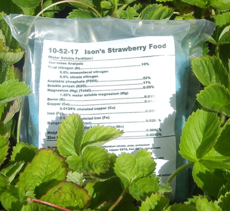 Ison's Strawberry Fertilizer Powder Ison's Nursery & Vineyard