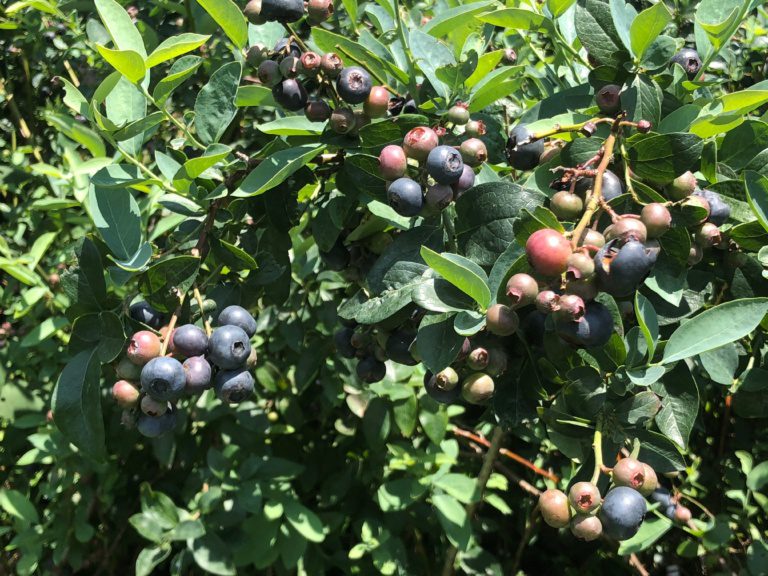 Titan™ Rabbiteye Blueberry Plant | Ison's Nursery & Vineyard