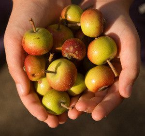 Transcendent Crabapple Tree