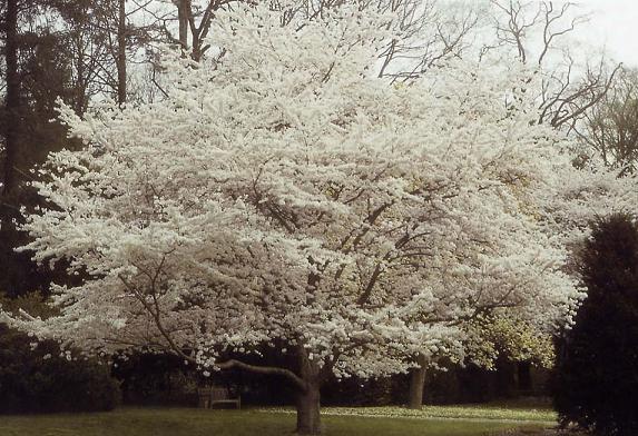 Yoshino Flowering Cherry Tree.