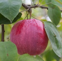 I/O Apple Tree