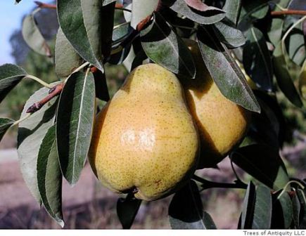 Bartlett Pear Tree. #1 Pear in the world. Smooth, juicy. Ripens mid August. 800 chill hours. Zones 5-8