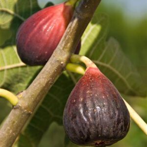 Fig Trees