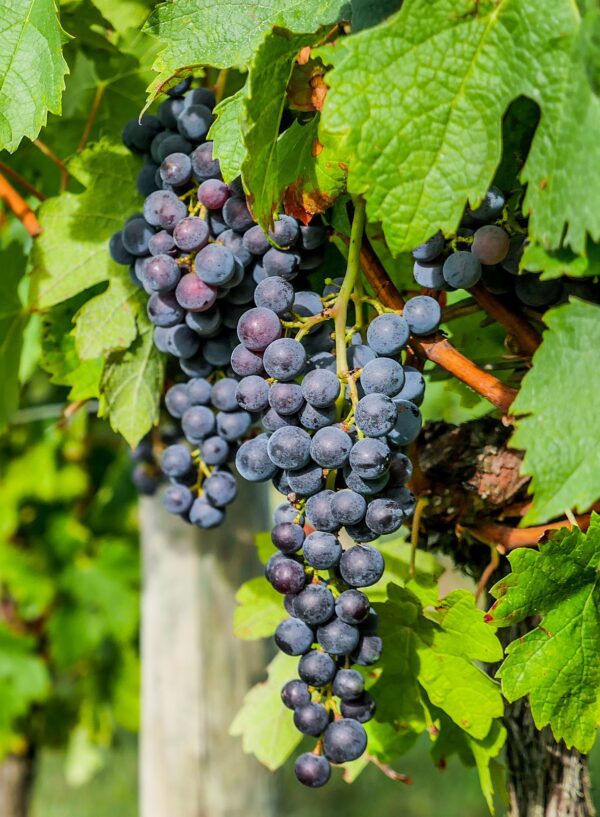 Chambourcin Bunch Grape. Large, moderatly loose bunches. Medium size grapes. Late ripening. Requires long growing season. Zones 4-7