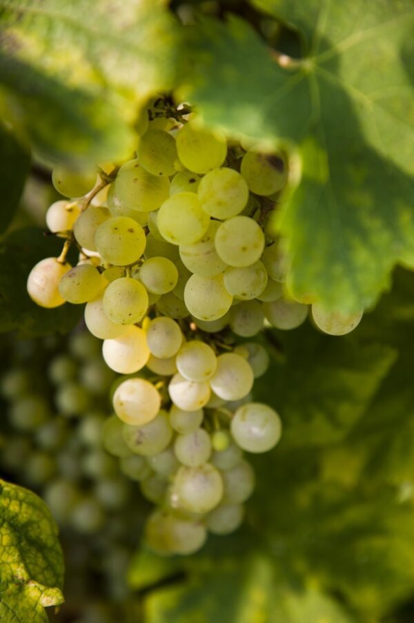 Chardonel Bunch Grape. White seeded, late ripening wine grape. that produces high quality white wine. Cold hardy, high yields, Zones 5-8.
