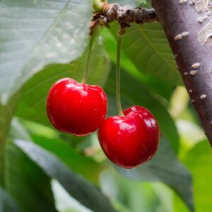 I/O Cherry Trees