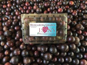 Muscadine Fruit