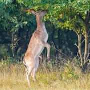 Wildlife Trees