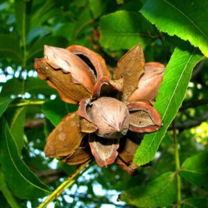 Desirable Pecan Tree. Heaver bearer. Nuts larger than Stuart. Pollinate with Stuart. 39 nuts per lb. Zones 7-9.