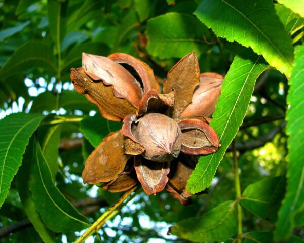 Desirable Pecan Tree. Heaver bearer. Nuts larger than Stuart. Pollinate with Stuart. 39 nuts per lb. Zones 7-9.