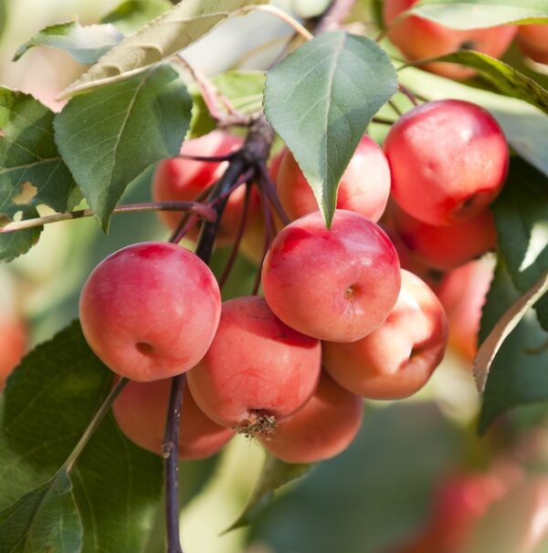 Crabapple Trees