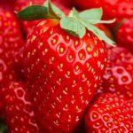 Eversweet Strawberry. Everbearer. Large, sweet fruit. Produces all summer long. Zones 5-10.
