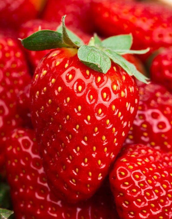 Eversweet Strawberry. Everbearer. Large, sweet fruit. Produces all summer long. Zones 5-10.