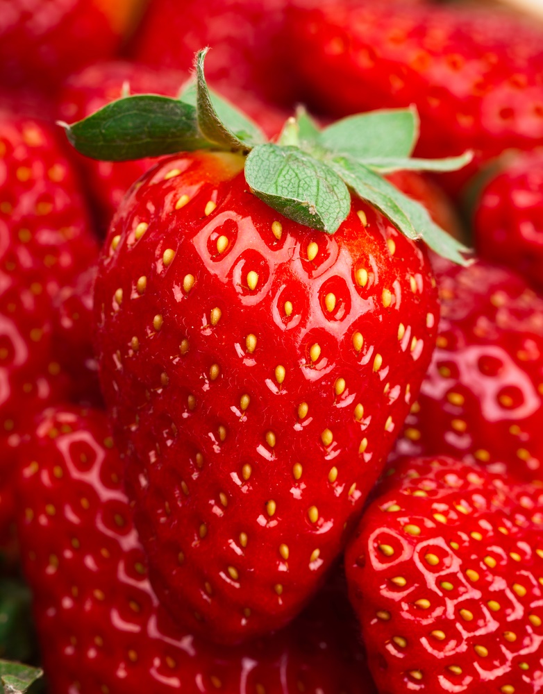 Eversweet Strawberry Plant Ison s Nursery Vineyard Eversweet Strawberry Plant Ison s Nursery Vineyard