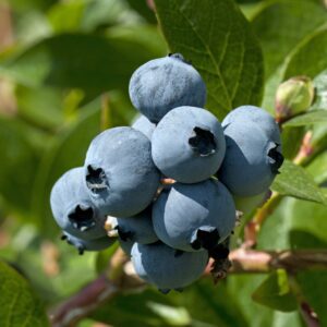 Farthing Southern Highbush Blueberry. Very large fruit with excellent firmness and sweet flavor. Produces early season. Zones 7-10