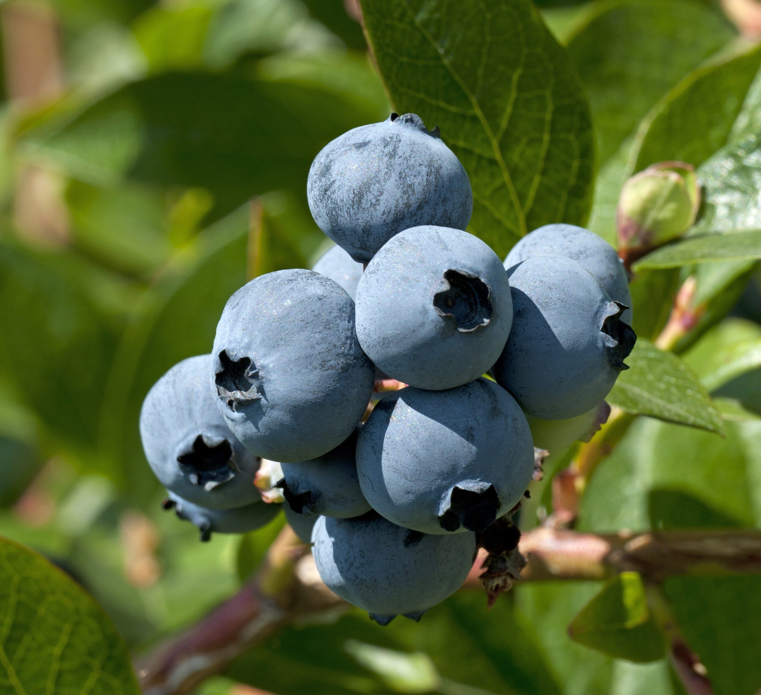 Farthing Southern Highbush Blueberry. Very large fruit with excellent firmness and sweet flavor. Produces early season. Zones 7-10