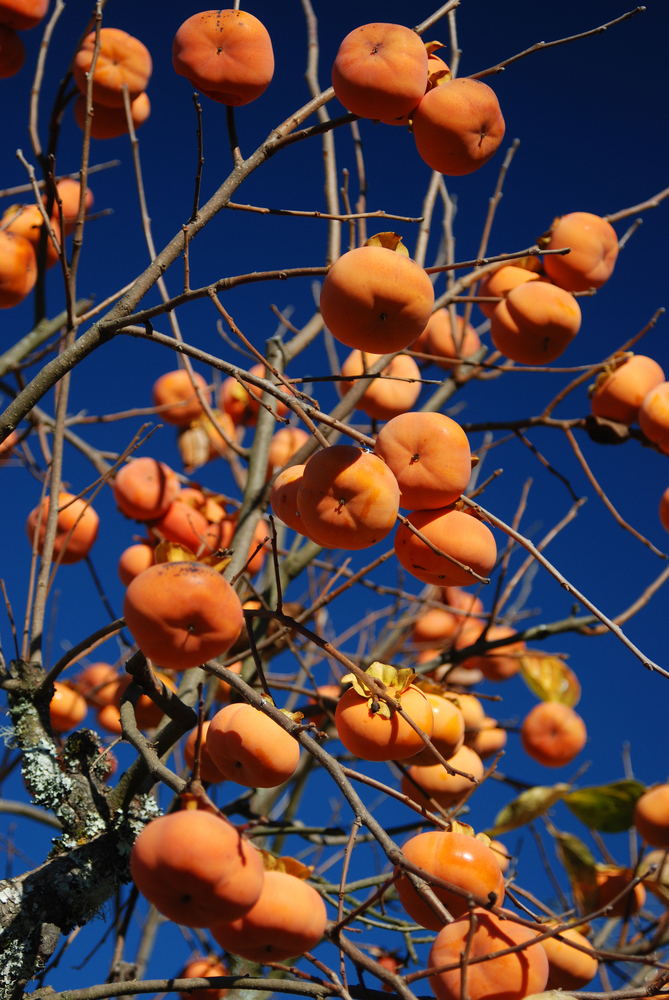 Fuyu Persimmon Tree - I/O.