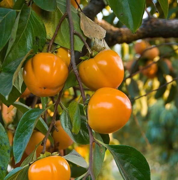 Giant Fuyu Persimmon Tree Ison's Nursery & Vineyard