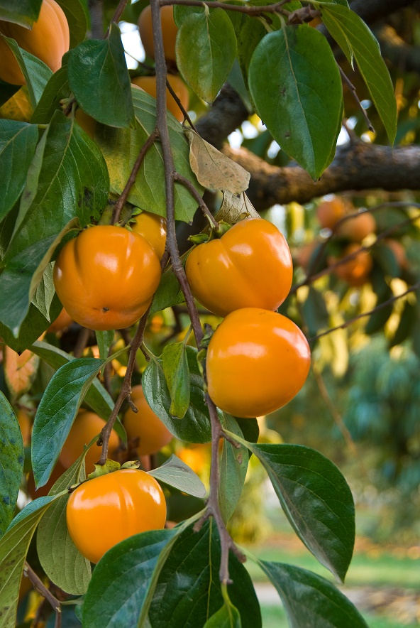 Giant Fuyu Gosho Persimmon Tree. Giant Fuy