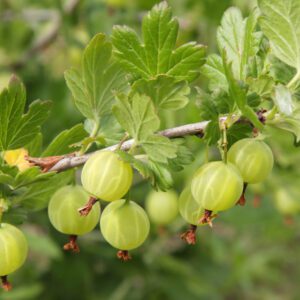 Specialty Berry Plants