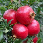 Granada Pomegranate. Beautiful large variety. Good for coastal areas. Ripens late Aug. 200 chill hours. Zones 6-10.