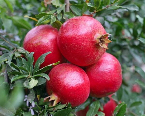 Granada Pomegranate. Beautiful large variety. Good for coastal areas. Ripens late Aug. 200 chill hours. Zones 6-10.