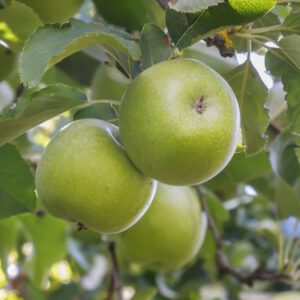 Granny Smith Apple Tree - I/O