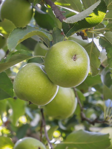 Organic Granny Smith Apples - Apples & Apple Pears