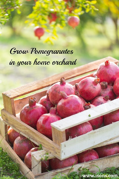 Grow Pomegranates_ss_smaller size